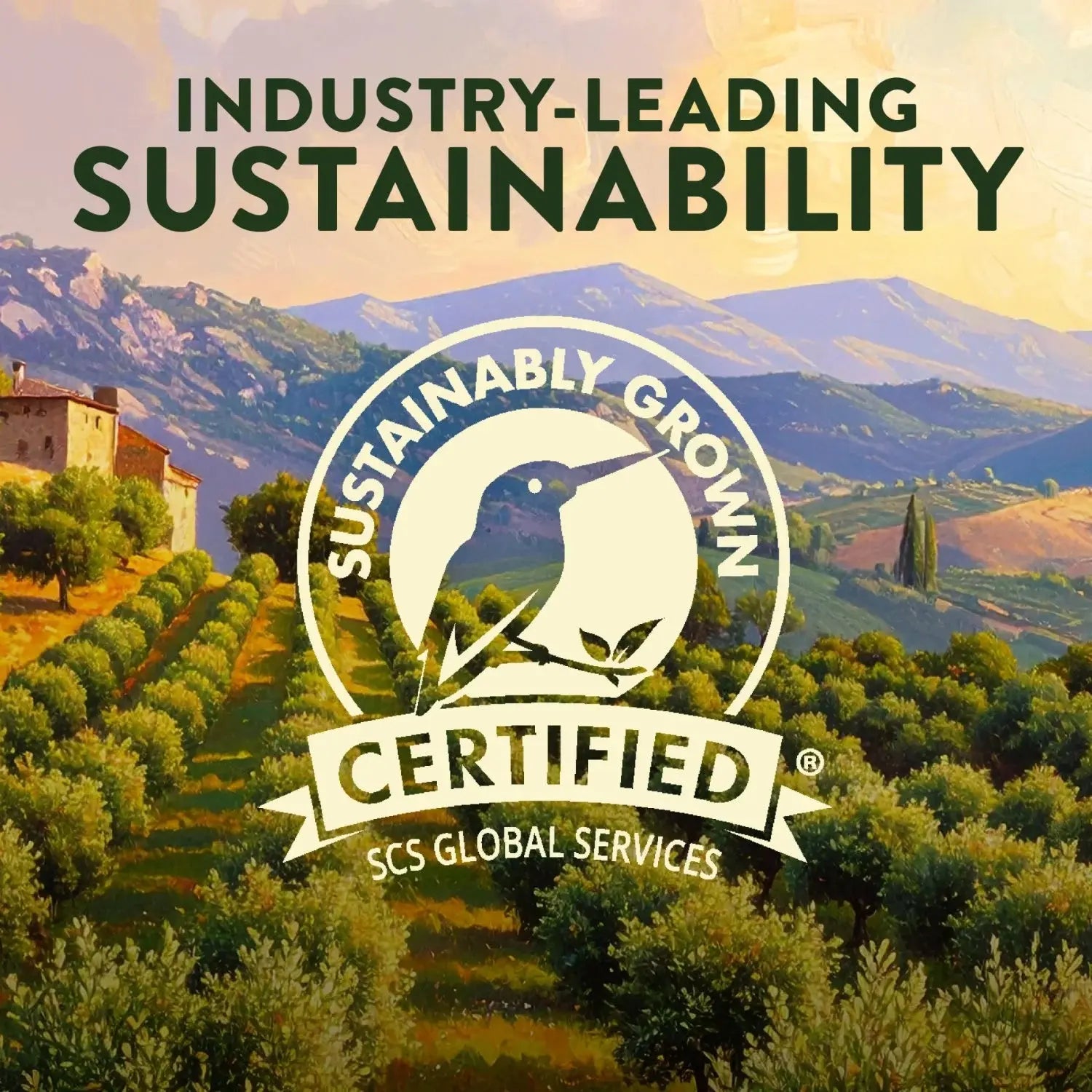 Organic Robust Extra Virgin Olive Oil - 16 Fl Oz