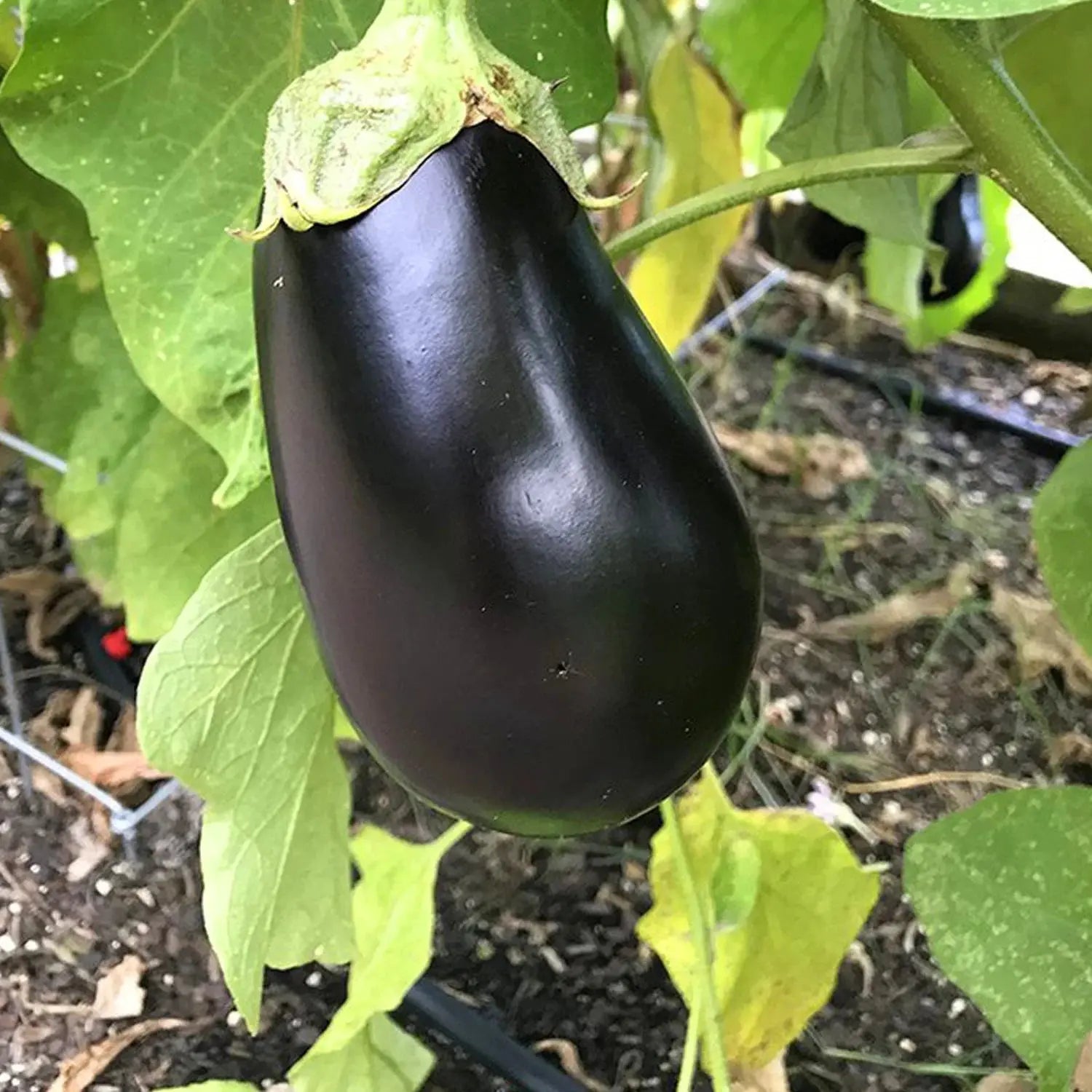 Eggplant Seeds - Organic, Heirloom, Open Pollinated, Non GMO - Grow Indoors, Outdoors, in Pots, Grow Beds, Soil, Hydroponics & Aquaponics
