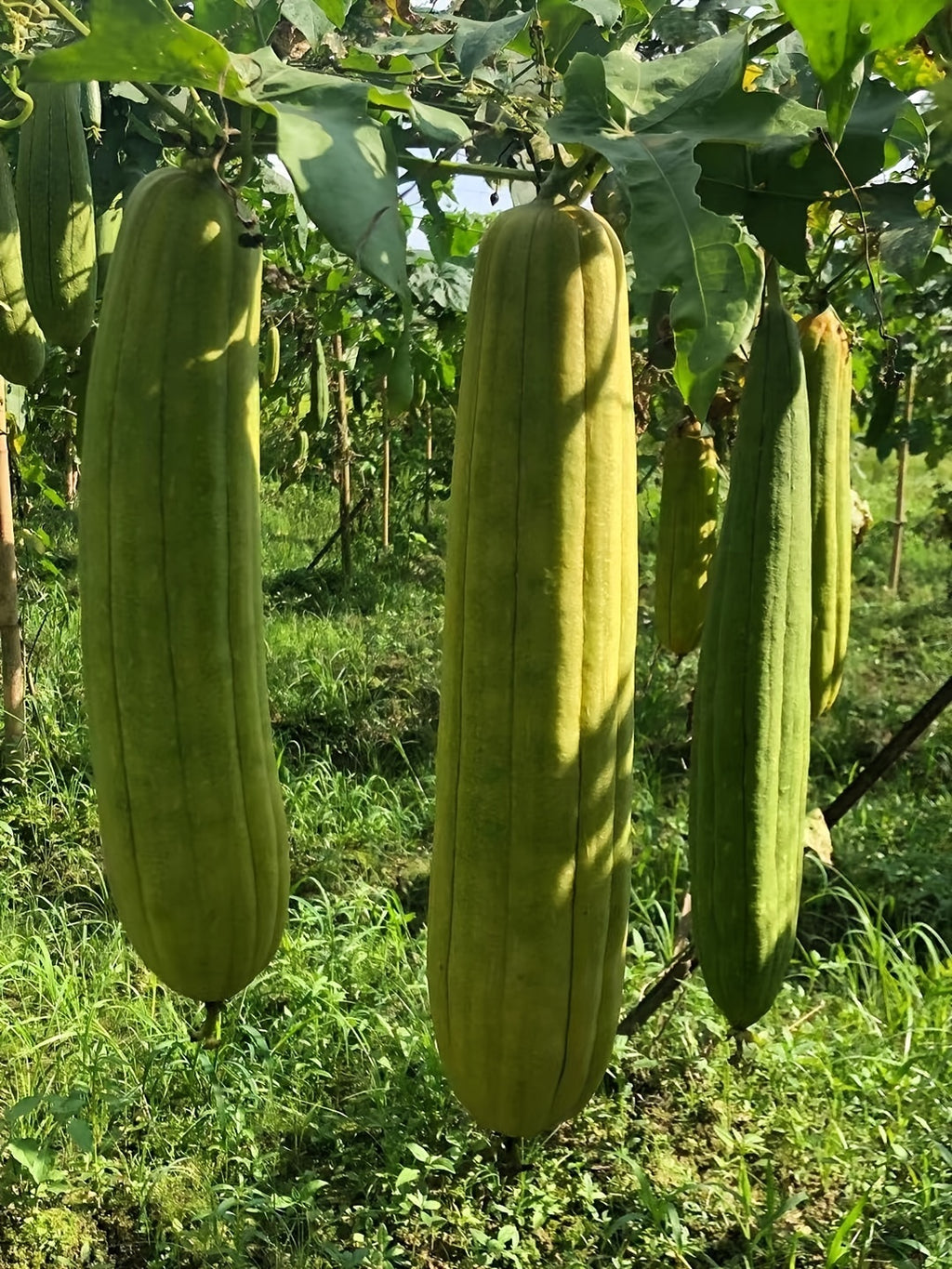 Natural Loofah Sponges Organic Luffa Bath Shower Sponge Exfoliating Body Back Scrubber for Men Women Adults SPA Beauty Bathing Daily Care Chef's Market