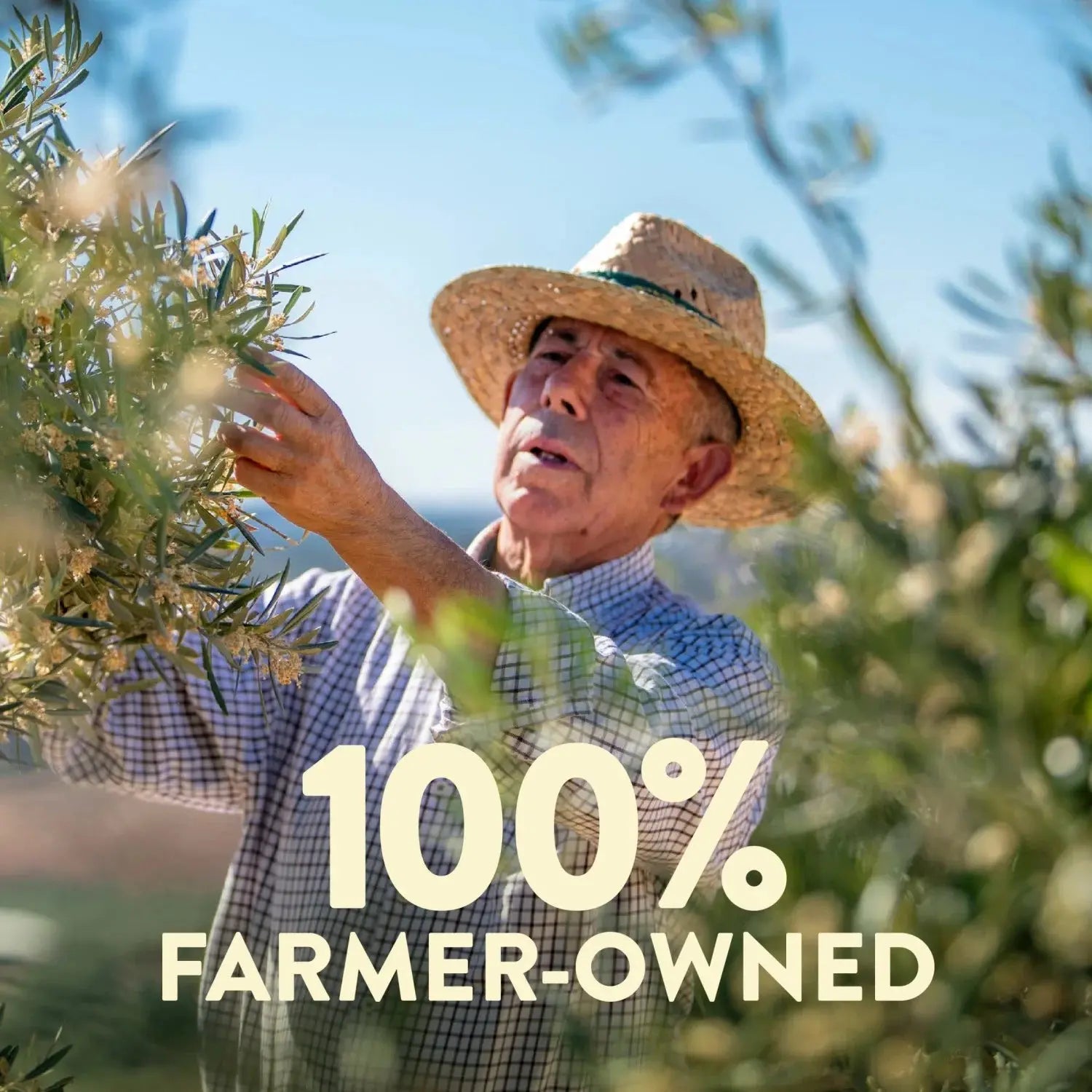 Organic Robust Extra Virgin Olive Oil - 16 Fl Oz