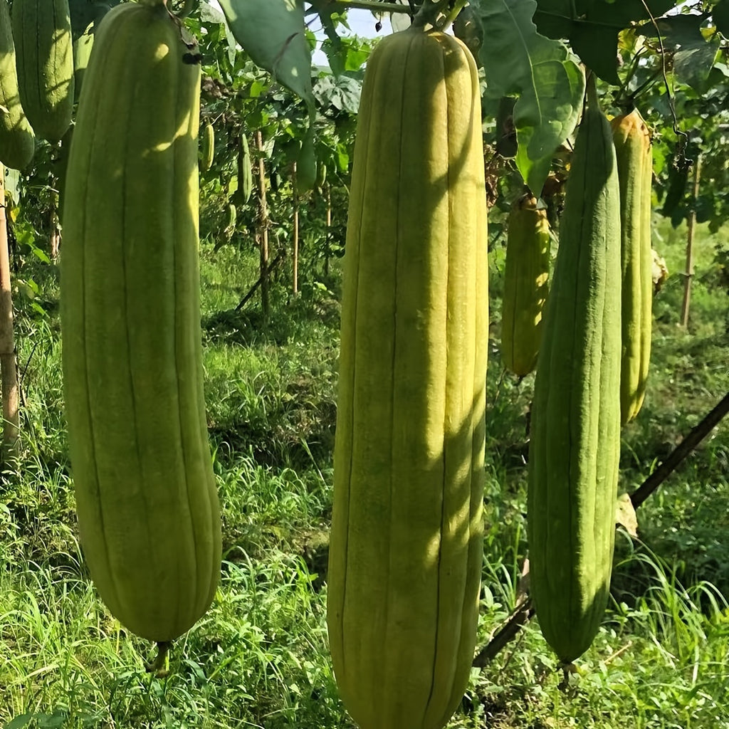 Natural Loofah Sponges Organic Luffa Bath Shower Sponge Exfoliating Body Back Scrubber for Men Women Adults SPA Beauty Bathing Daily Care Chef's Market