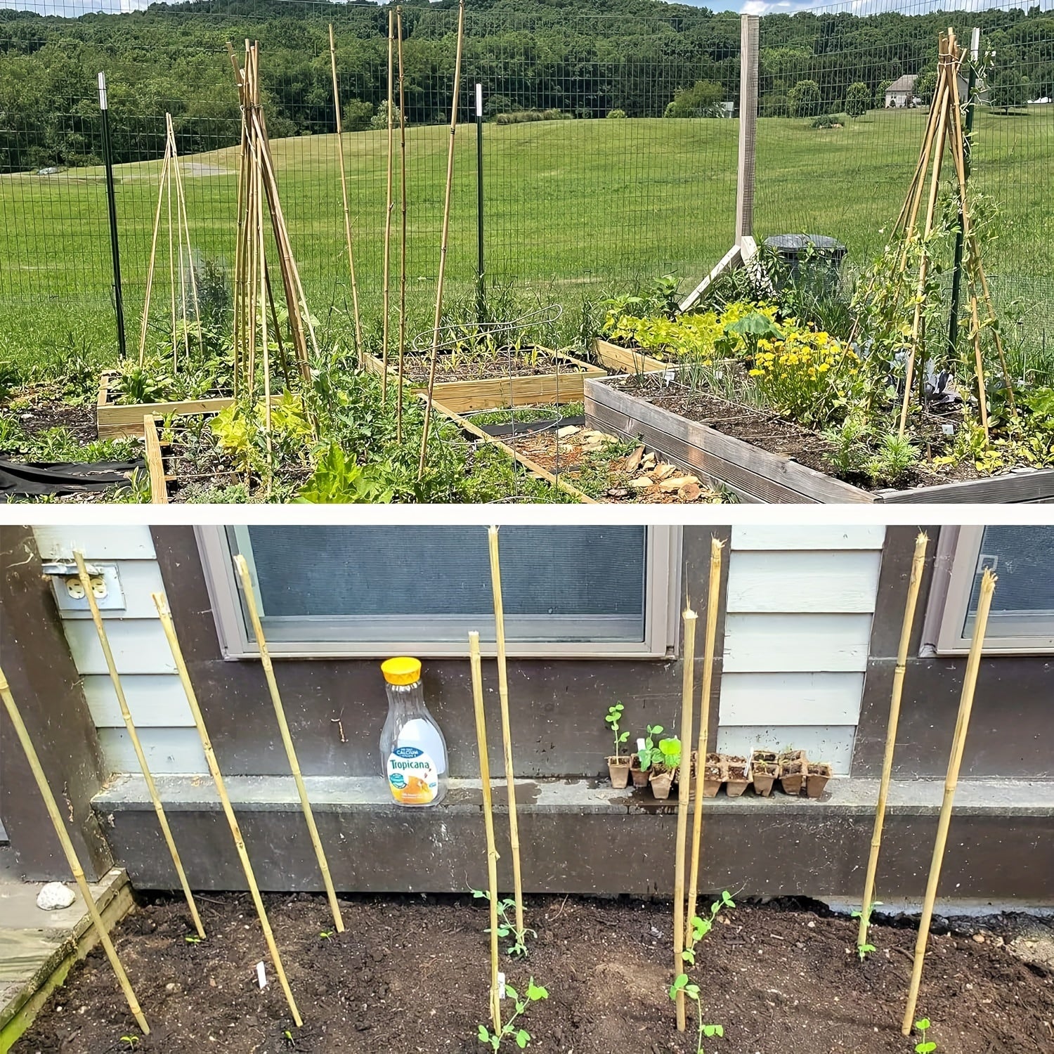 50 Pcs Natural Bamboo Plant Stakes - Sturdy Garden Support for Indoor & Outdoor Plants, Tomatoes, Vegetables, Beans, Climbing Plants - Durable 24 Inch Bamboo Stick for Healthy Plant Growth Chef's Market