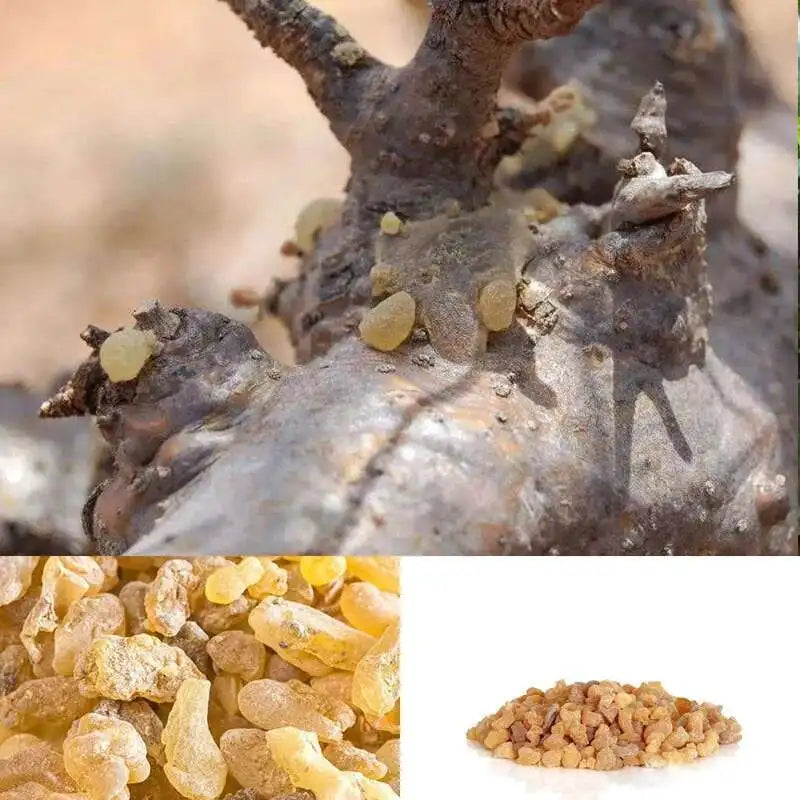 organic boswellia serrata Frankincense Resin Organic Somalia Incense Brock oliban Hydrosol Clean Frank Incense Chef's Market