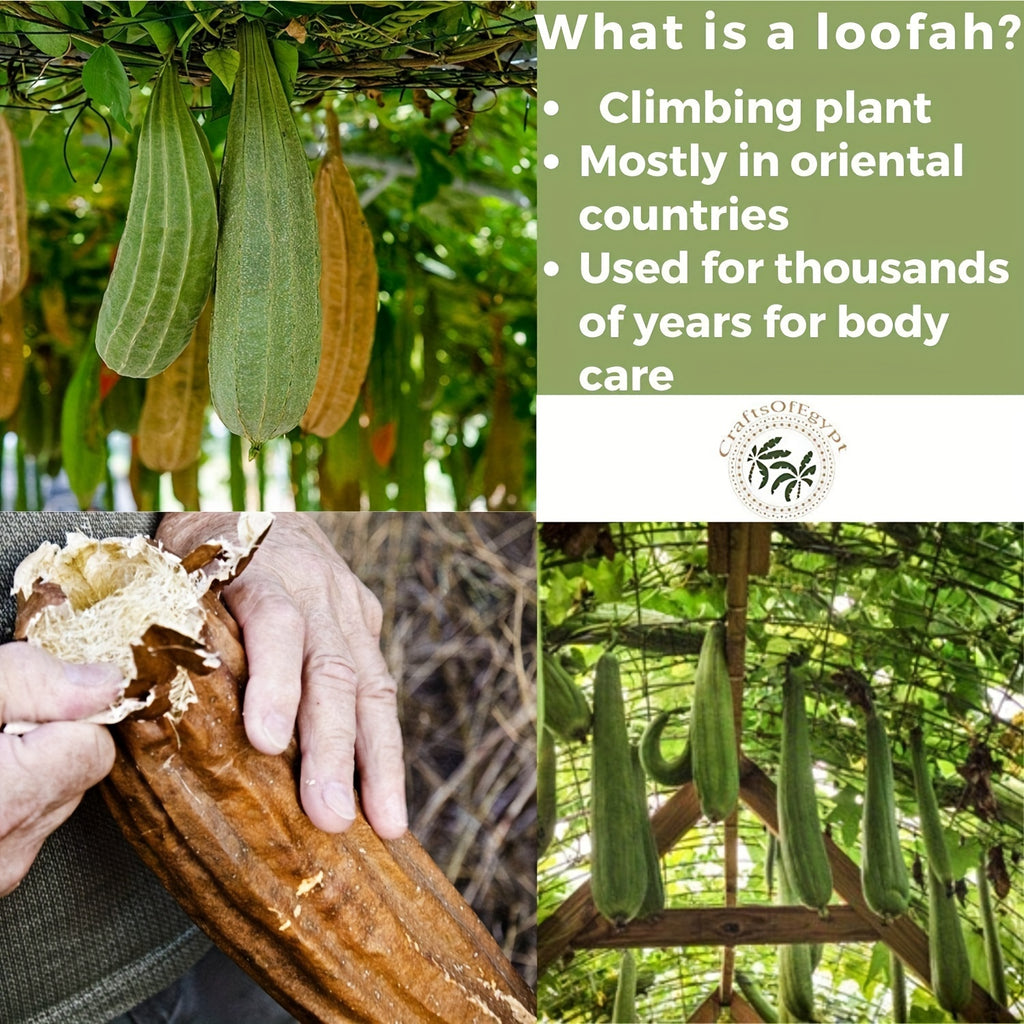 Natural Loofah Sponges Organic Luffa Bath Shower Sponge Exfoliating Body Back Scrubber for Men Women Adults SPA Beauty Bathing Daily Care Chef's Market