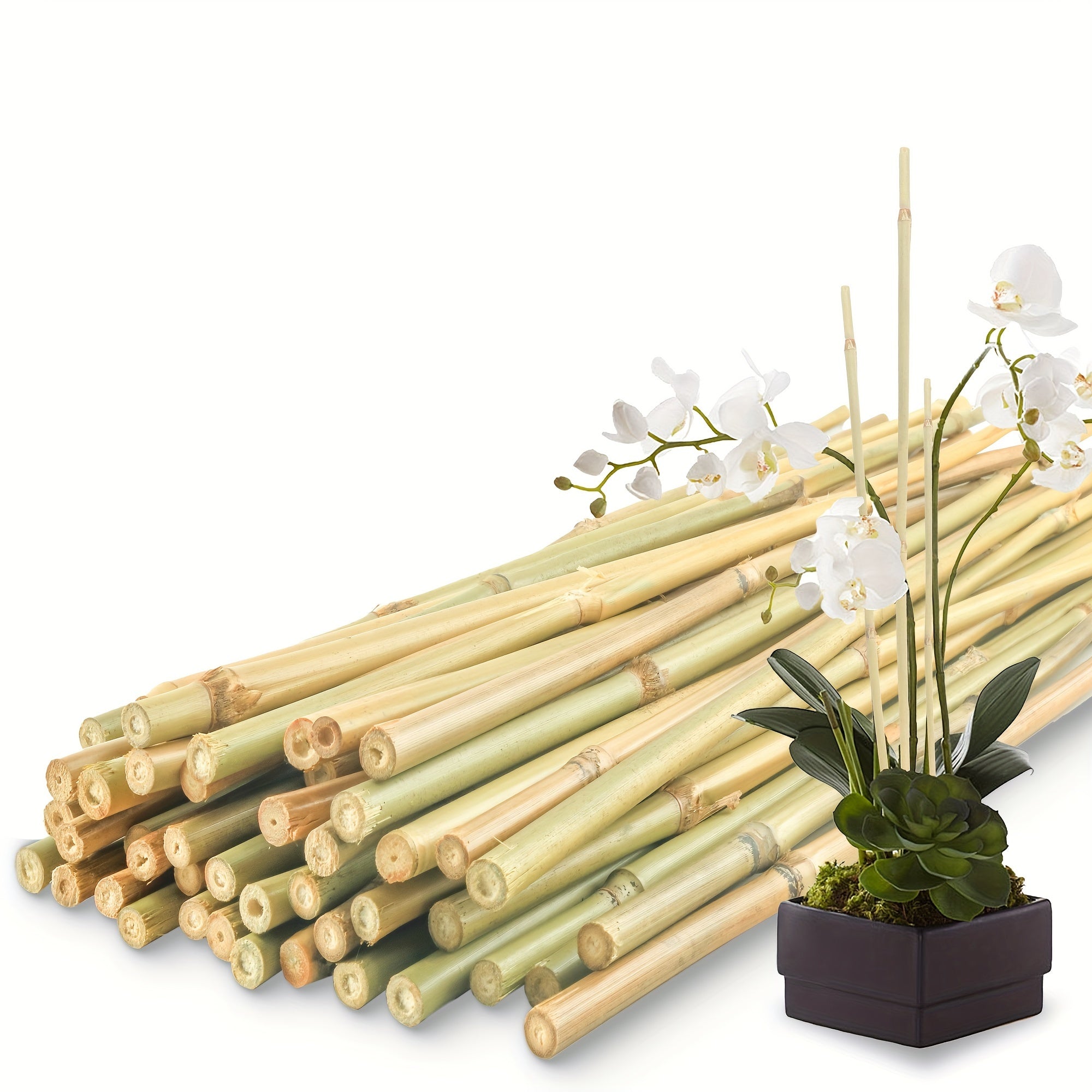 50 Pcs Natural Bamboo Plant Stakes - Sturdy Garden Support for Indoor & Outdoor Plants, Tomatoes, Vegetables, Beans, Climbing Plants - Durable 24 Inch Bamboo Stick for Healthy Plant Growth Chef's Market