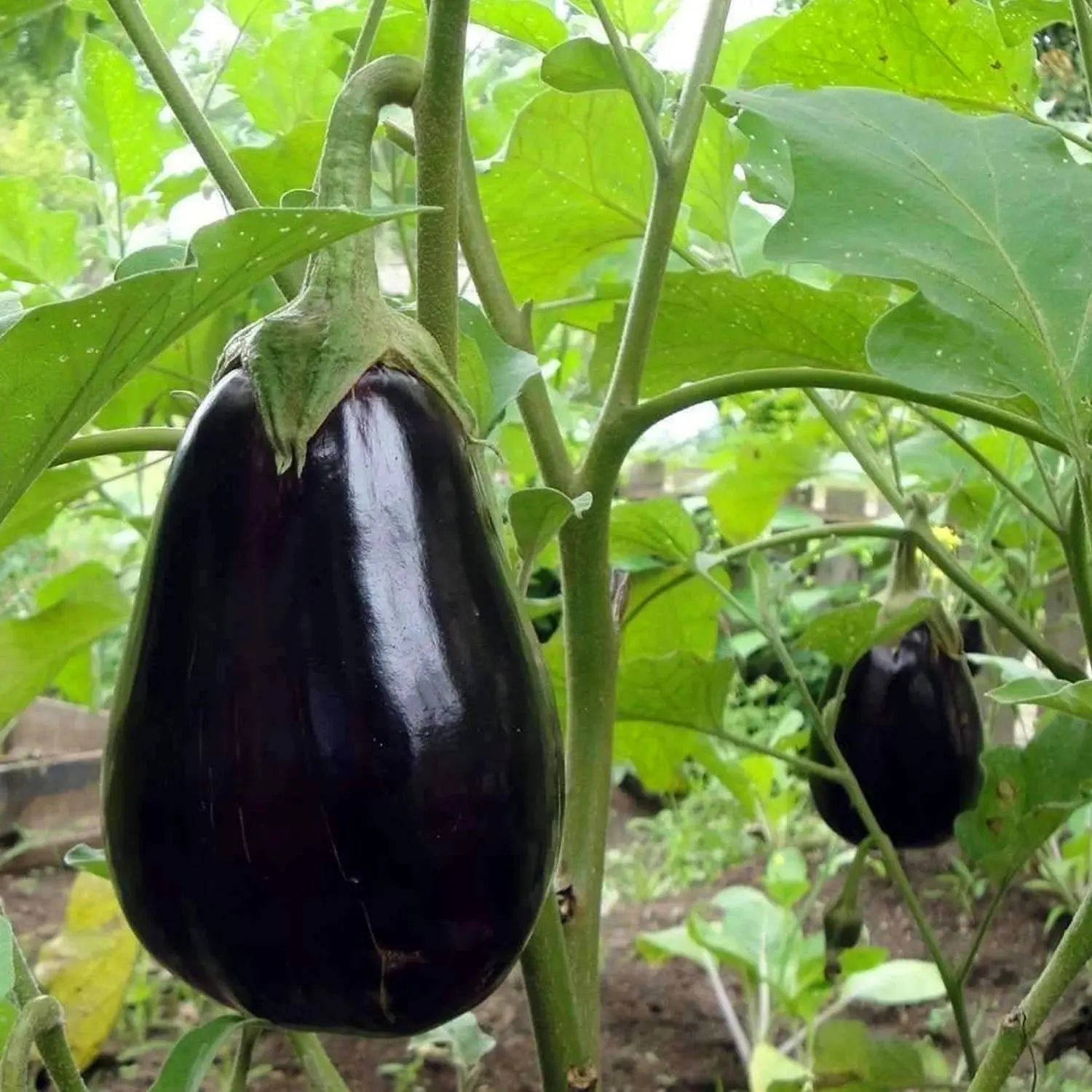 Eggplant Seeds - Organic, Heirloom, Open Pollinated, Non GMO - Grow Indoors, Outdoors, in Pots, Grow Beds, Soil, Hydroponics & Aquaponics
