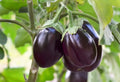 Eggplant Seeds - Organic, Heirloom, Open Pollinated, Non GMO - Grow Indoors, Outdoors, in Pots, Grow Beds, Soil, Hydroponics & Aquaponics