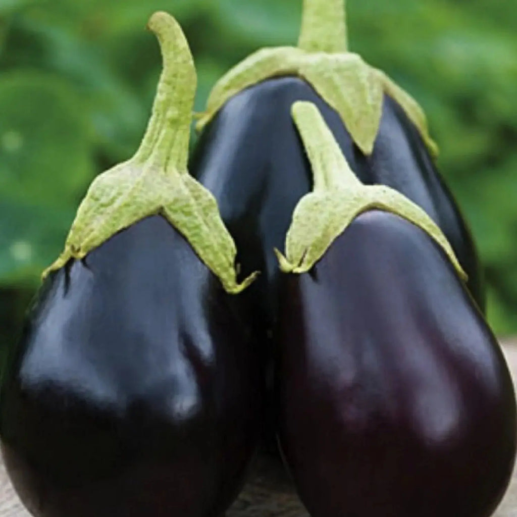 Eggplant Seeds - Organic, Heirloom, Open Pollinated, Non GMO - Grow Indoors, Outdoors, in Pots, Grow Beds, Soil, Hydroponics & Aquaponics